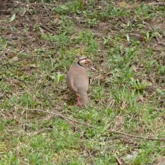 Chukar thumbnail 3