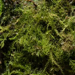 weft fern thumbnail 4