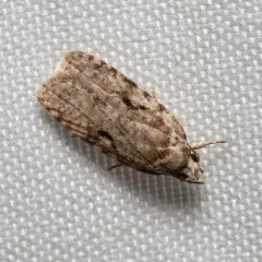 Curved-lined Agonopterix Moth thumbnail 3