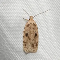 Canadian Agonopterix Moth thumbnail 3