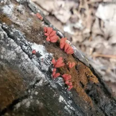 carnival candy slime mold thumbnail 2