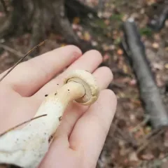 Ghost Bolete thumbnail 4