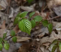 wright viburnum thumbnail 3
