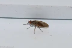 Tephrochlamys rufiventris thumbnail 2