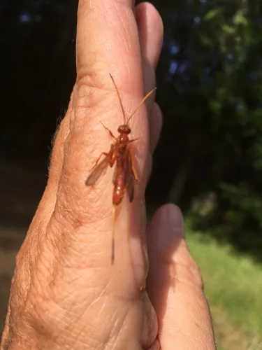 Labena tinctipennis