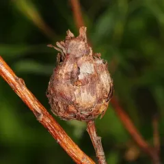 Willow Pinecone Gall Midge thumbnail 2