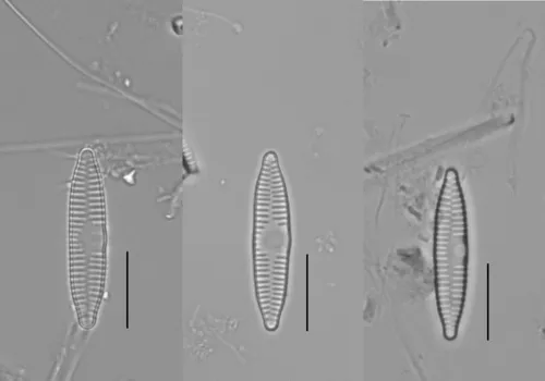 Fragilaria vaucheriae