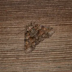 Pine False Looper Moth thumbnail 4