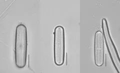 Sellaphora laevissima thumbnail 3