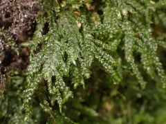 Necker's Thamnobryum Moss thumbnail 3