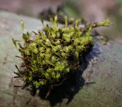 Twisted Ulota Moss thumbnail 3