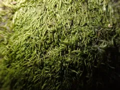 Bryolawtonia vancouveriensis thumbnail 4