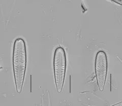 Gomphonella olivacea thumbnail 2