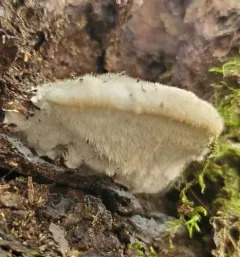 Cyanosporus livens thumbnail 2