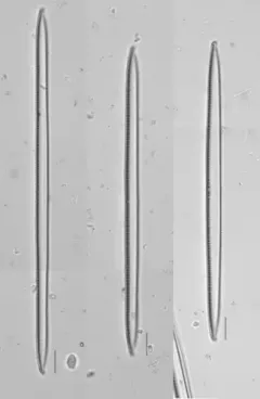 Nitzschia linearis thumbnail 2