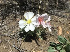 Birdcage Evening Primrose thumbnail 2