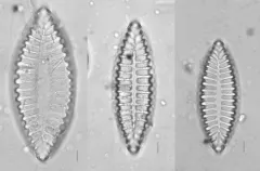 Iconella bifrons thumbnail 2