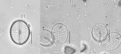 Cavinula scutelloides thumbnail 4