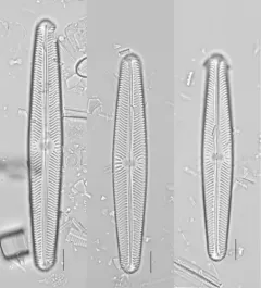 Navicula oblonga thumbnail 4