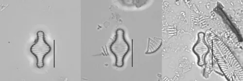 Staurosira construens