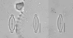 Geissleria decussis thumbnail 4