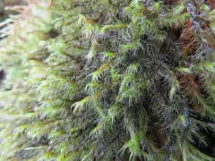Lawton's Rock Moss thumbnail 3