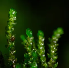 obtuseleaf scleropodium moss thumbnail 3