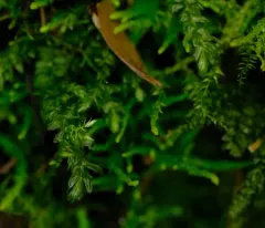 Necker's Thamnobryum Moss thumbnail 4