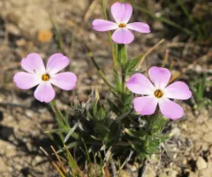 Sticky Phlox thumbnail 4