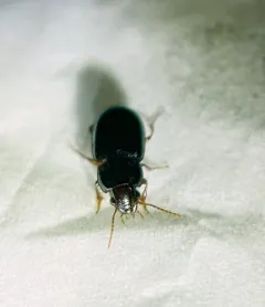 Dusky Sun Beetle thumbnail 4