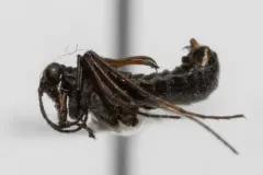 Boreus reductus thumbnail 2