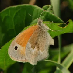 Common Ringlet thumbnail 4