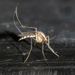 Plains Floodwater Mosquito thumbnail 3