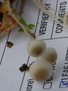 Mycena odorifera thumbnail 1
