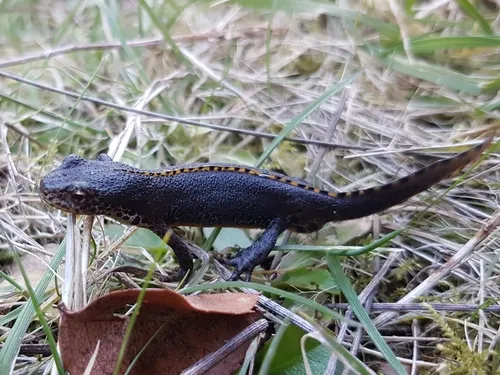 Alpine Newt
