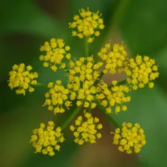 golden Alexanders thumbnail 4