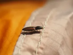 Imitative Click Beetle thumbnail 2
