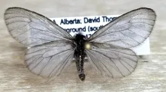 Hyaloscotes pithopoera thumbnail 1