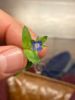 Two-lobe Speedwell thumbnail 3