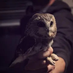 Northern Saw-whet Owl thumbnail 3