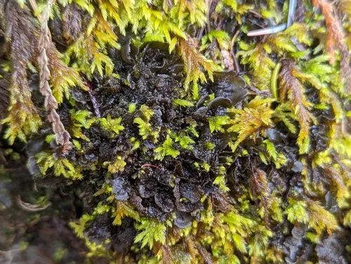 Batwing Vinyl Lichen