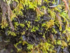 Batwing Vinyl Lichen thumbnail 1