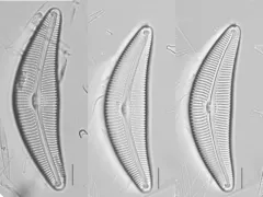 Cymbella proxima thumbnail 3