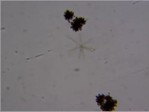 Microcystis viridis