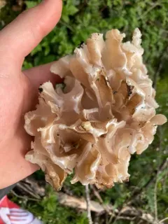 Cabbage-Head Fungus thumbnail 3