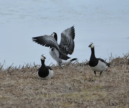 Barnacle Goose