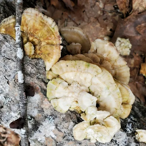 Trametes pubescens
