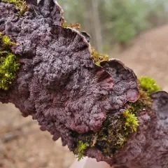 Tree Bacon thumbnail 2