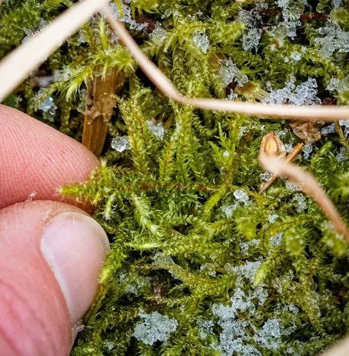 Scarce Turf-moss
