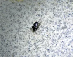 Geocoris uliginosus thumbnail 3